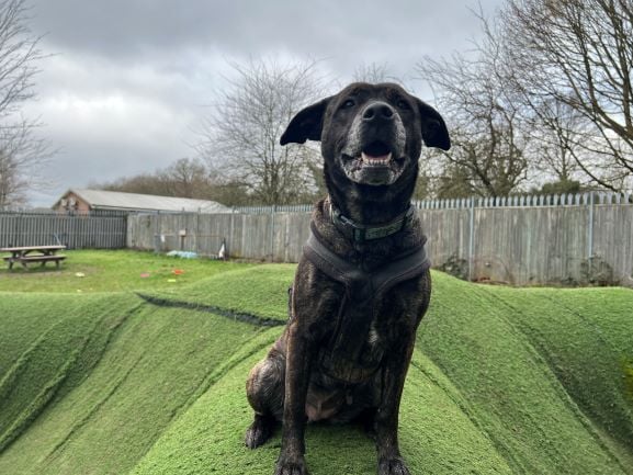 Staffie RSPCA Millbrook