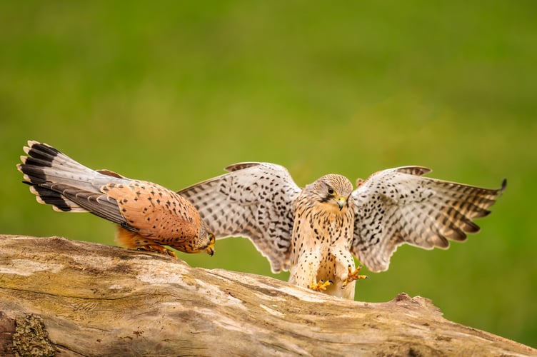 Wild Male and Female kestrel