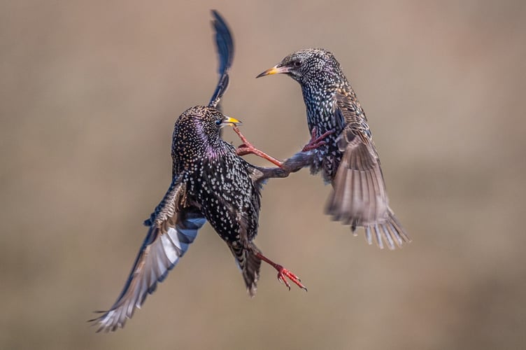 Fighting starlings