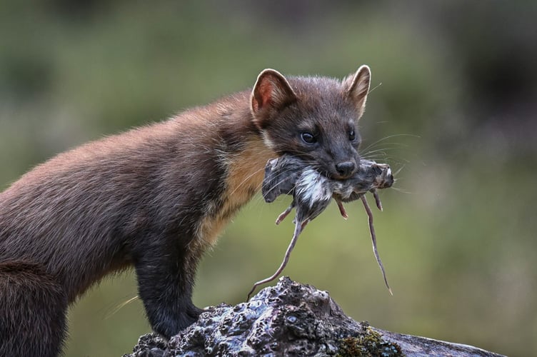 Pine Marten