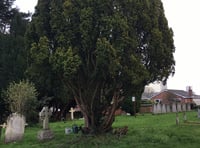 Horsell church plan to remove yew tree branded 'disgraceful'