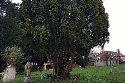 Horsell church plan to remove yew tree branded 'disgraceful'