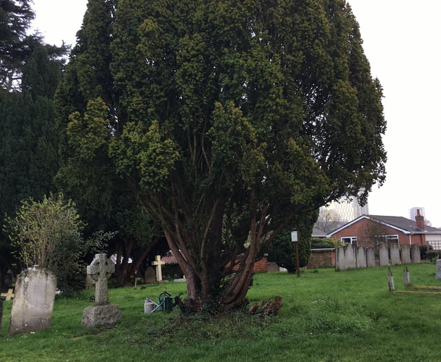 Horsell church plan to remove yew tree branded 'disgraceful'