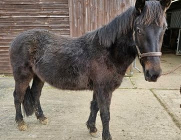 Pets' Corner: Could you offer young horse Kevin his forever home?