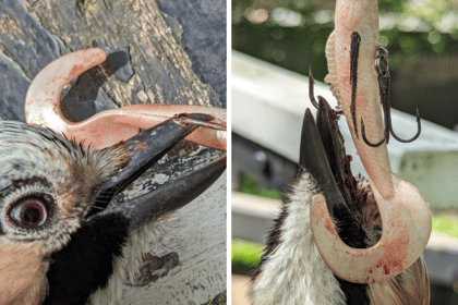 VIDEO: RSPCA rescue bird found hanging from tree by fishing hook