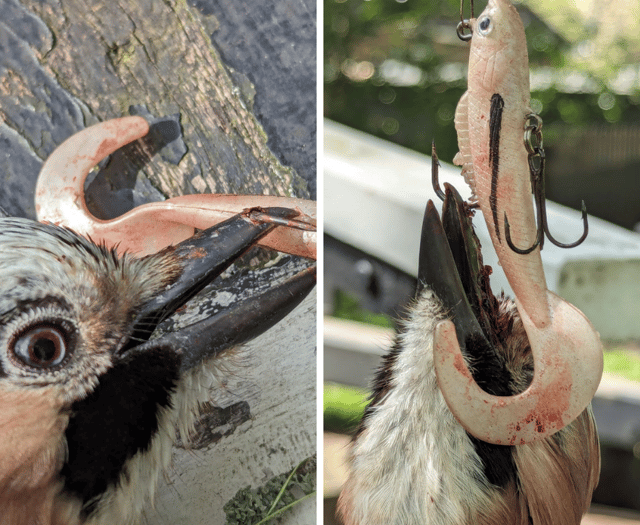 VIDEO: RSPCA rescue bird found hanging from tree by fishing hook