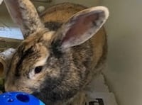 Cuddly rabbits found hopping down the street looking for a new home