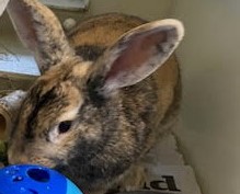 Cuddly rabbits found hopping down the street looking for a new home