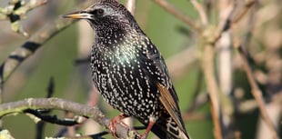 National survey reveals bird most spotted in UK's gardens