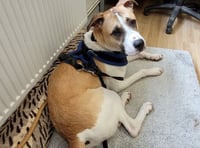 Sweet and affectionate young dog Chief is looking for his forever home