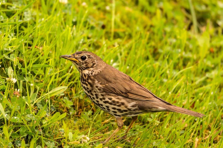 Song Thrush