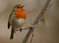 Out and About: The beauty of birdsong is worth an early start