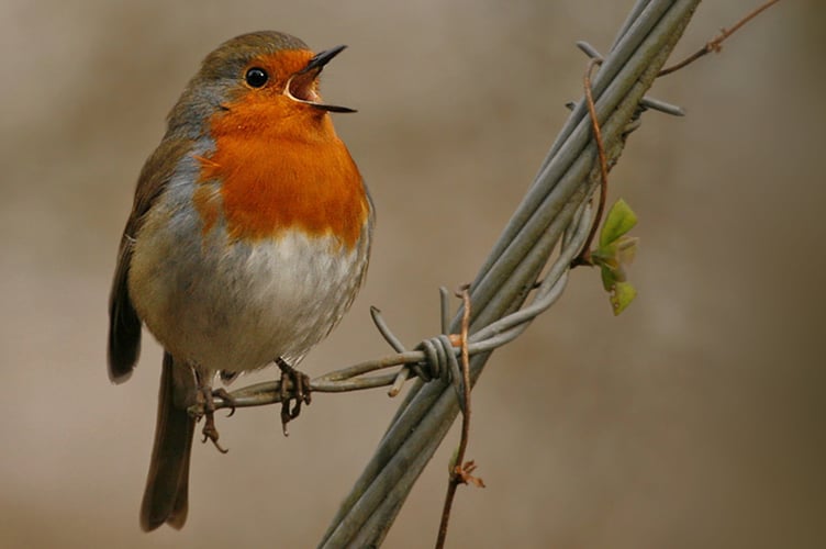 Robin c. Jon Hawkins. Surrey Wildlife Trust.jpg