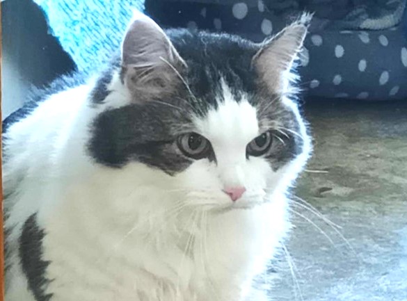 Peony, a cat at RSPCA Millbrook in Chobham