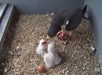 Take a peek at Woking's peregrine falcon parents feeding their chicks