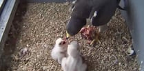 Take a peek at Woking's peregrine falcon parents feeding their chicks