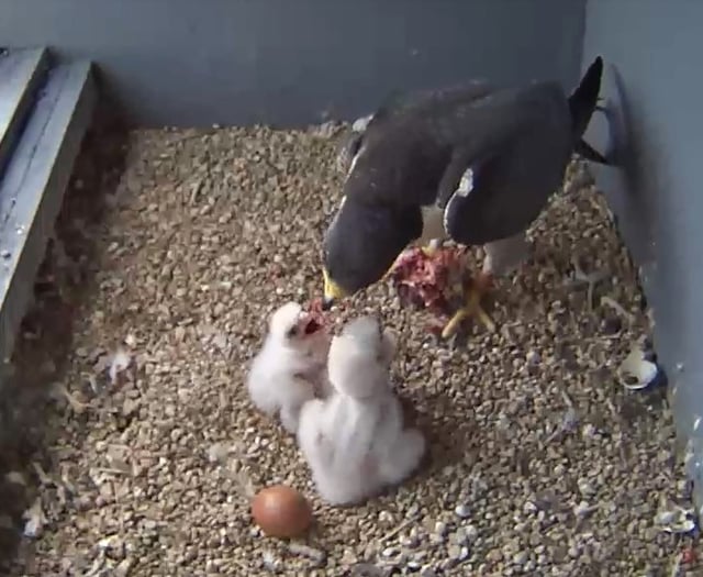 Take a peek at Woking's peregrine falcon parents feeding their chicks