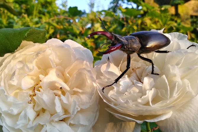 Male stag beetle on roses