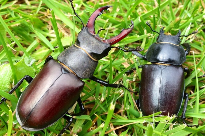 Male and female stag beetles. 