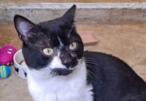 Sweet cat needs a loving and gentle home