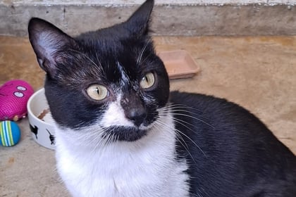 Sweet cat needs a loving and gentle home