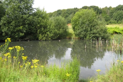 Communities urged to help restore Surrey's nature 