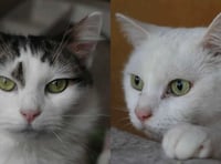 Partially sighted cat and his friend looking for furever home