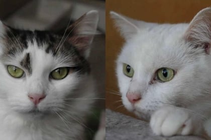 Partially sighted cat and his friend looking for furever home