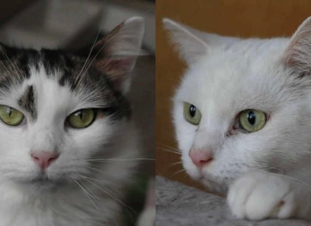 Partially sighted cat and his friend looking for furever home