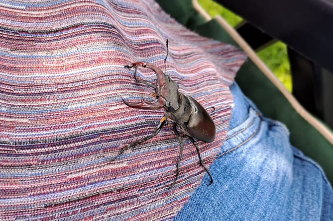 The male stag beetle which landed on Janet Stevens