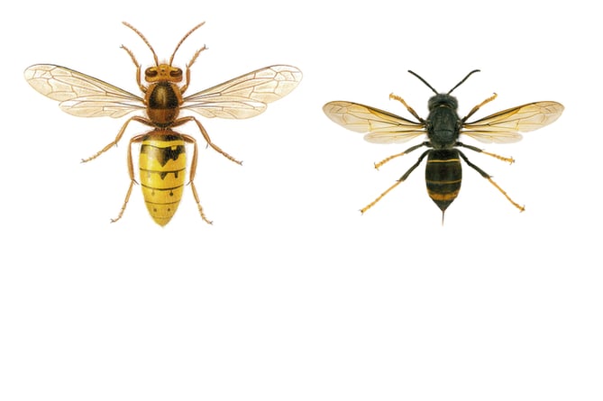 The European Hornet, left, and Asian Hornet compared