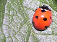 On the spot: how to identify ladybirds