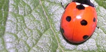 On the spot: how to identify ladybirds