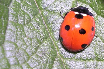 On the spot: how to identify ladybirds