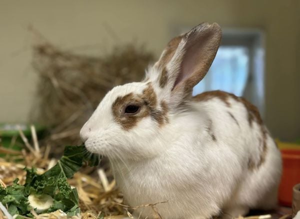 Maple the rabbit RSPCA