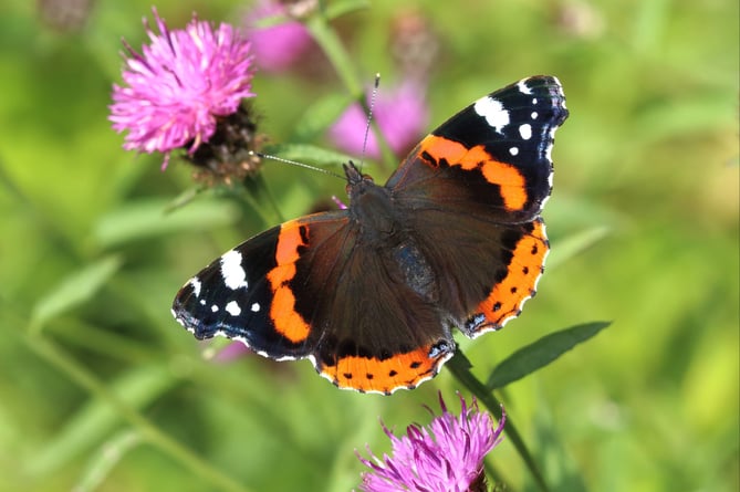 Red Admiral (spotted most often last year)_Mark Searle, Butterfly Conservation