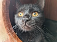 Partially sighted black cat needs furrever home