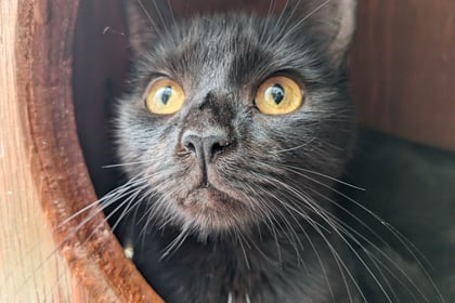 Partially sighted black cat needs furrever home