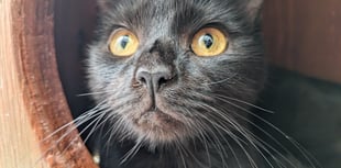 Partially sighted black cat needs furrever home