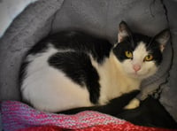 Lovely Mila is looking for a new home