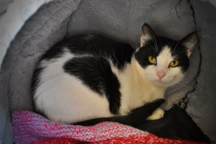 Lovely Mila is looking for a new home