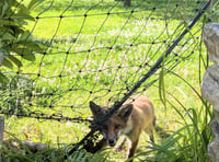 RSPCA issues warning about netting after fox cub freed 