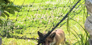 RSPCA issues warning about netting after fox cub freed 