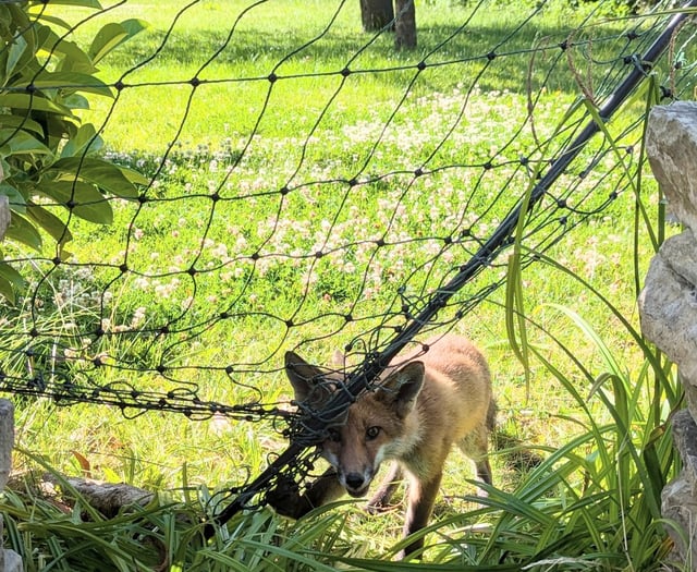 RSPCA issues warning about netting after fox cub freed 