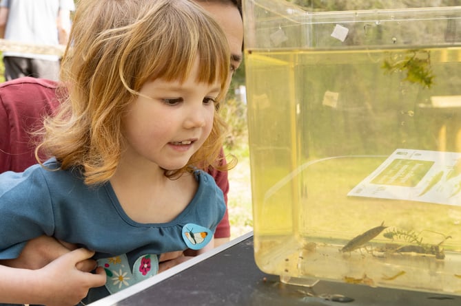 Wilder Families at Brookwood Country Park