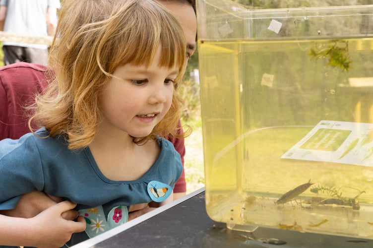 Wilder Families at Brookwood Country Park