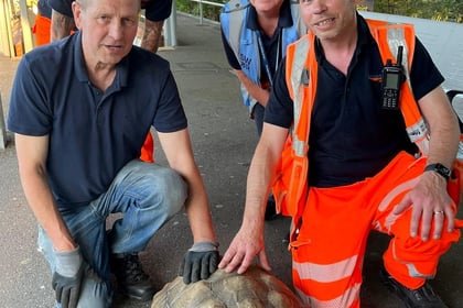 Surrey tortoise 'trespasses' on tracks before hitching ride home
