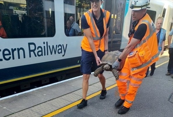 Solomon being carried by rail staff