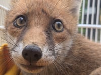 Vixen needs a helping paw after getting trapped in wooden chair