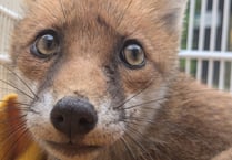 Vixen needs a helping paw after getting trapped in wooden chair